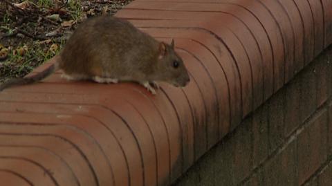 Szczurzy problem we Wrocławiu