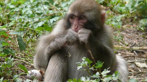 Zabawy makaka japońskiego z poznańskiego zoo. Materiał z 2014 roku