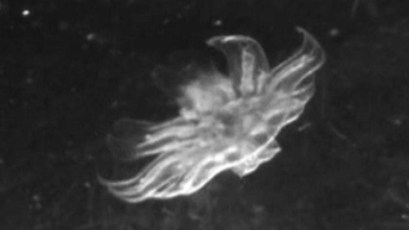 "Meduza" z silikonu i serca szczura. Imponujące i przerażające?