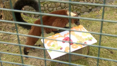 Lemur wari dostał na urodziny tacę pełną owoców