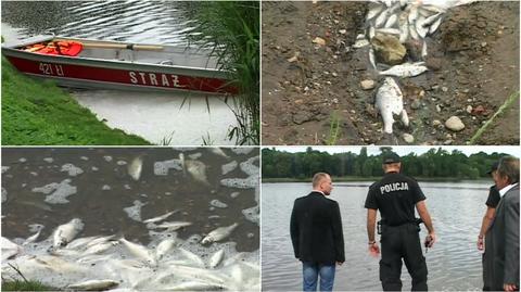Jezioro pełne martwych ryb. Katastrofa ekologiczna w Gnieźnie