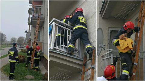 Strażacy musieli ściągać szczeniaka z balkonu 