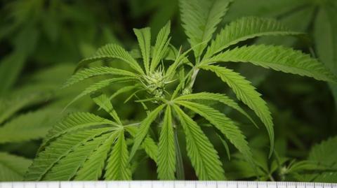 Policjanci znaleźli trzy plantacje marihuany