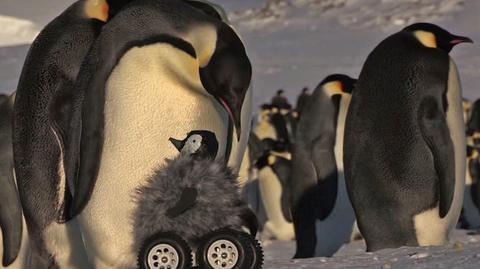 Pluszowy pingwin na kółkach. Nie zabawka, ale przyrząd naukowy