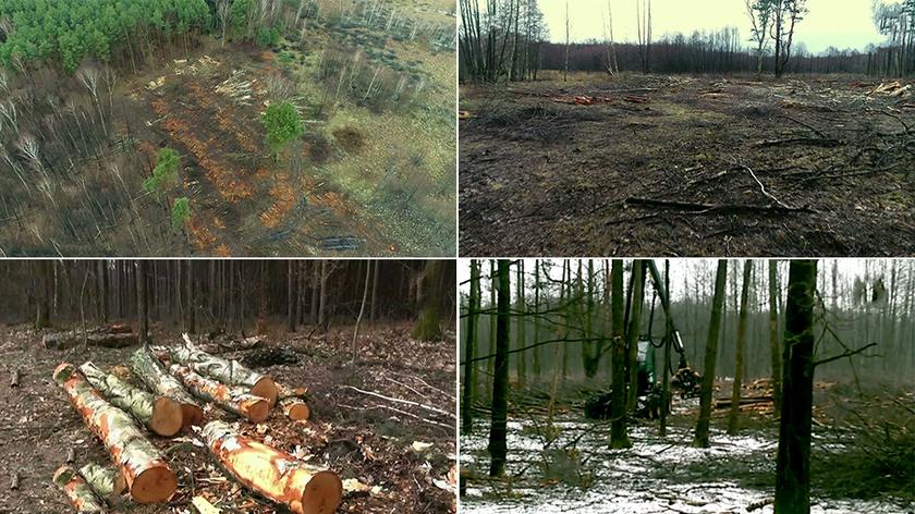 Wycięto tysiąc drzew z obszaru chronionego. Tłumaczą się nowymi przepisami