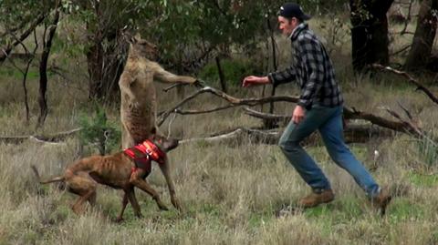 Walka z kangurem w obronie psa