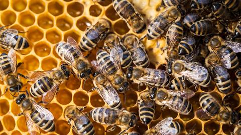 02.02 | Pszczoły znów mają kłopot