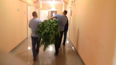 Policja zlikwidowała plantacje marihuany