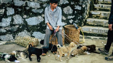 Władze Hanoi wzywają do zaprzestania jedzenia psów