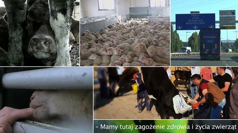 Skandaliczny transport zwierząt na ubój 