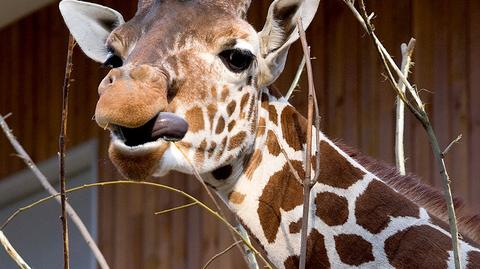 Krakowskie zoo mogło przyjąć żyrafę z Dani