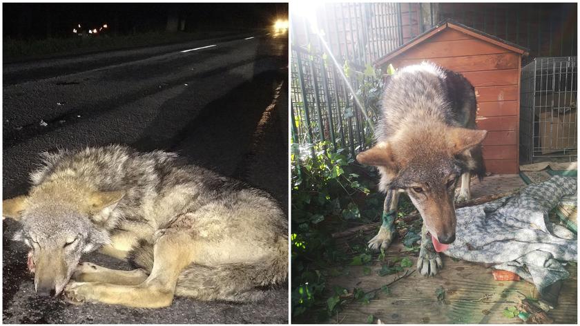 Uratowali wilka potrąconego przez samochód
