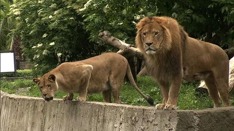 11.06 | Ulewa w zoo. Lwy sie cieszą