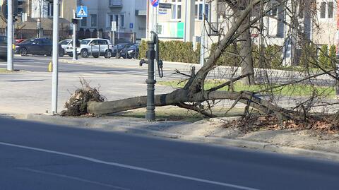 Drzewo leży od roku na ulicy, ponieważ może być dowodem w sprawie