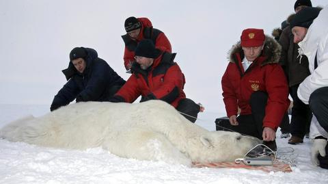 Putin - opiekun białych niedźwiedzi