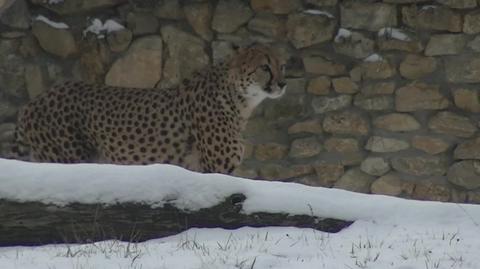 Z ośmiu gepardziątek w opolskim zoo zostały cztery