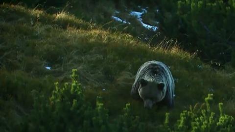 22.06.2014 | WWF edukuje turystów – niedźwiedź to nie miś