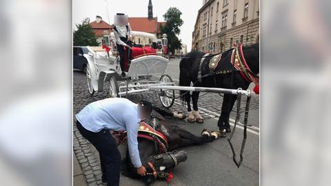 Koń przewrócił się pod Wawelem