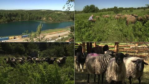 Owce dbają o hektary traw w Jaworznie 