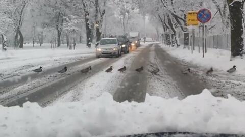 Ostrów Wlkp.: Kaczki szły gęsiego przez ulicę