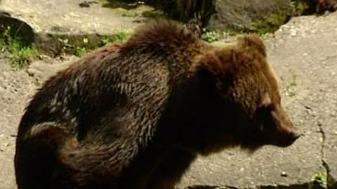 W ostatnich latach w Bieszczadach niedźwiedzie kilkakrotnie atakowały ludzi
