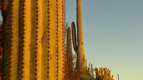 Kaktusy Saguaro - duma stanu Arizona