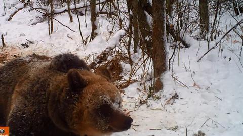 Niedźwiedzie jeszcze nie zapadły w sen zimowy