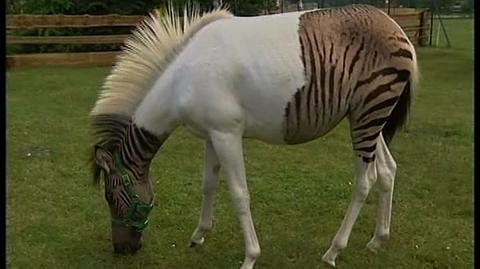 Zebra to czy koń...