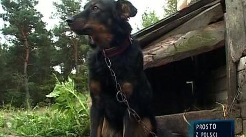 Pies uratował jej życie