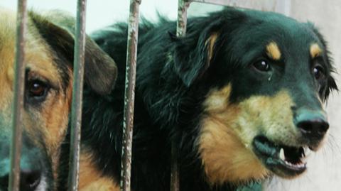 Właścicielowi psów grozi do 5 lat więzienia