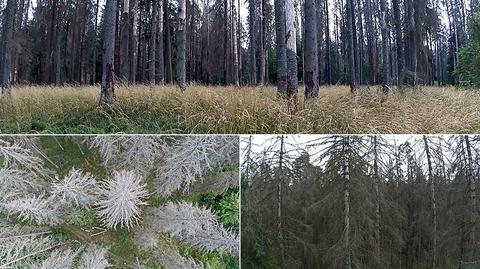 Atak kornika drukarza. Wielka wycinka w Puszczy Białowieskiej