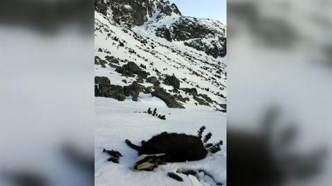 Martwe kozice znaleziono po słowackiej stronie Tatr 