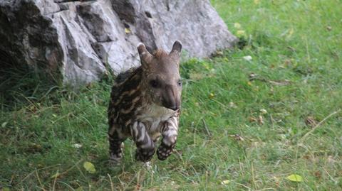 Mała samica tapira Pocahontas