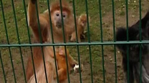 Noworodek Lutunga jawajskiego w gdańskim zoo