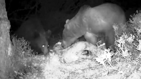 Niedźwiedź brunatny jest największym drapieżnikiem żyjącym w polskich lasach