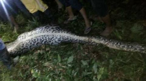 W trzewiach pytona znaleziono ciało poszukiwanego Indonezyjczyka