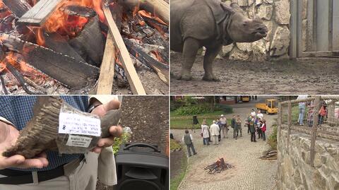 Palenie rogu nosorożca we wrocławskim zoo