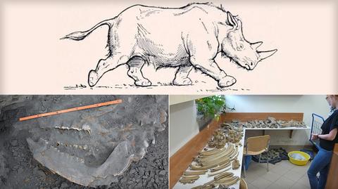 Niemal kompletny szkielet nosorożca znaleziony na budowie drogi S3