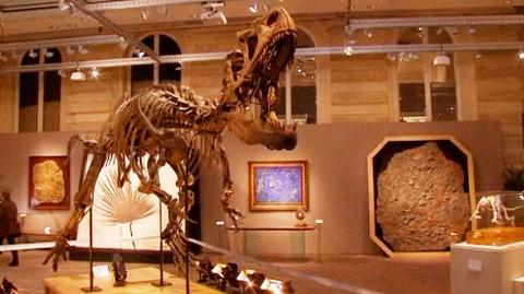 Szkielet sprzed 150 milionów lat na sprzedaż