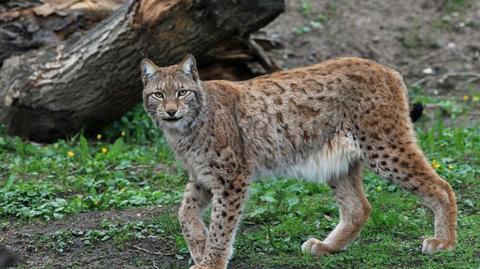 Rysie i żbiki z wrocławskiego ZOO zmieniły lokum