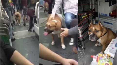 Amstaff przechadzał się wzdłuż wagonów