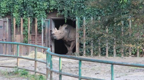 Do poznańskiego zoo przyjechał nosorożec Kiwu 