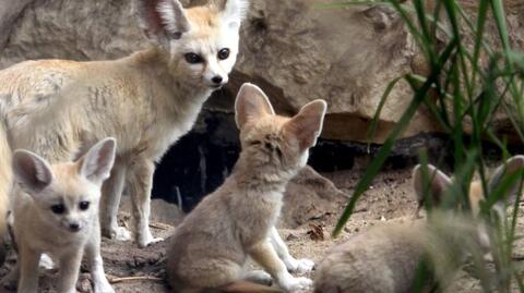 Fenki z wrocławskiego zoo