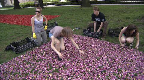 Park Mickiewicza zmienia się w tulipanowy dywan