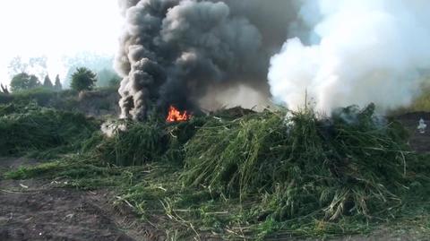 Policja komisyjnie spaliła konopie indyjskie ze zlikwidowanej plantacji