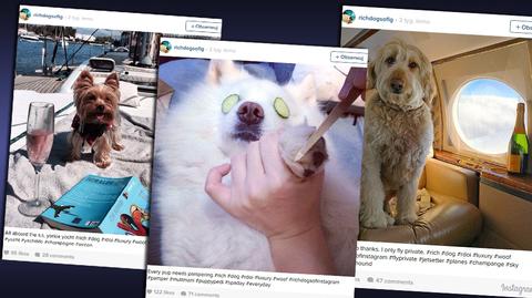 Bogate psy na Instagramie