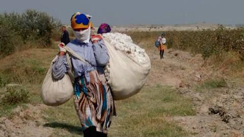 Zbiór bawełny w Uzbekistanie
