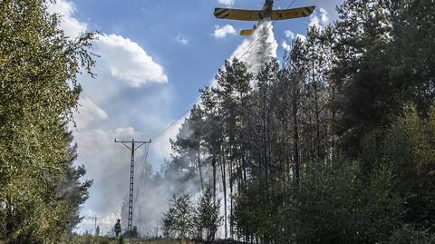 Pożar lasu pod Legnicą. 18 zastępów w akcji