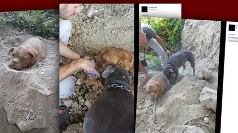 Znalazł zakopanego żywcem psa. "Zdjęcia są szokujące, rzeczywistość o wiele bardziej"