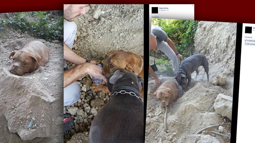 Znalazł zakopanego żywcem psa. "Zdjęcia są szokujące, rzeczywistość o wiele bardziej"